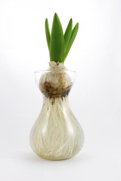 conductor Envolver Egoísmo Pueden los tulipanes crecer en el agua: consejos para cultivar tulipanes  sin suelo?