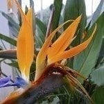Fertilizante ave del paraíso: cuándo y qué alimentar a las plantas ave del  paraíso