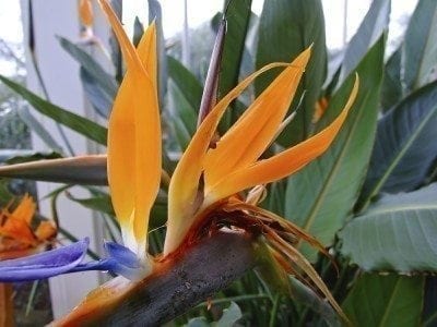 Cuidado de las plantas de interior de Bird Of Paradise: Cómo cultivar Bird  Of Paradise en interiores