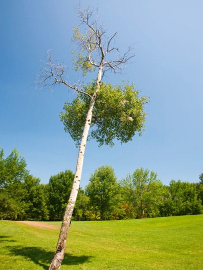 Corregir un árbol inclinado: cómo enderezar un árbol