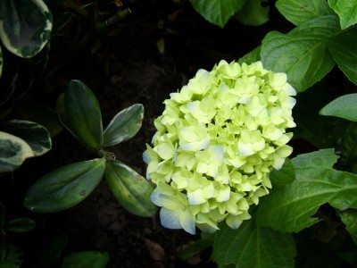 Flores de hortensia verde: por qué la hortensia florece en verde