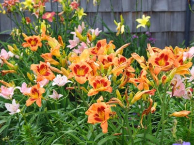 Cultivo de lirios a partir de bulbos: cómo cuidar las flores de lirio