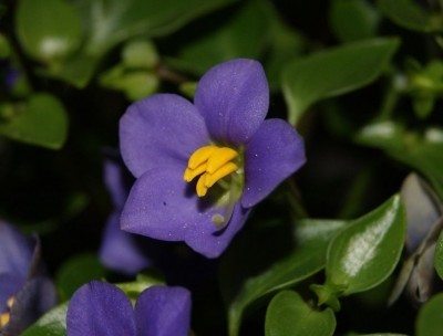 Cuidado de la planta de violeta persa - Cultivo de violeta persa en  interiores