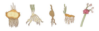 Tipos de plantas de bulbos: cuáles son los diferentes tipos de bulbos