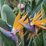 Fertilizante ave del paraíso: cuándo y qué alimentar a las plantas ave del  paraíso