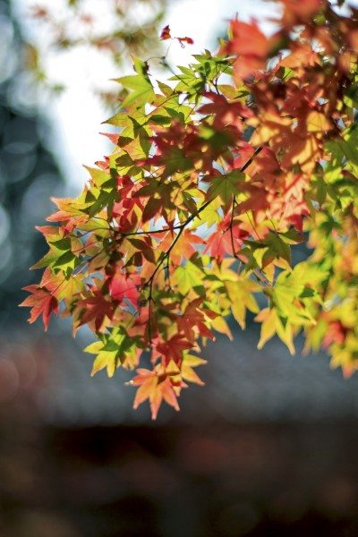 Adjuntar a parrilla Senado Cambio temprano del color de las hojas en los árboles - Razones por las que  las hojas cambian de color demasiado pronto