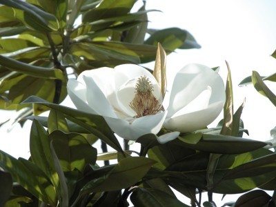 Árboles de magnolia de hoja perenne - Tipos de árboles de magnolia de hoja  perenne
