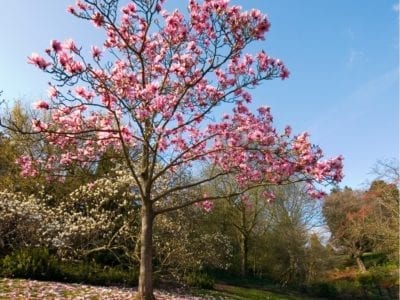 Tipos de árboles de magnolia: aprenda sobre las variedades comunes de  árboles de magnolia