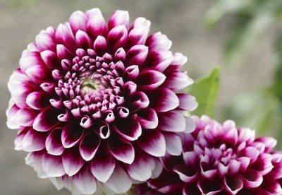 Variedades de dalia: aprenda sobre los diferentes tipos de flores de dalia