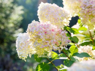 Información sobre la hortensia de árbol: consejos sobre el cuidado de las  plantas de hortensia de árbol