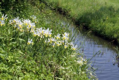 Paisajismo de la orilla del río: cómo elegir plantas adecuadas para las  orillas del río