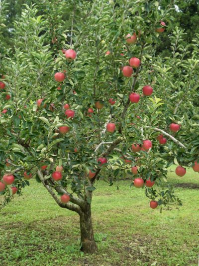 Árboles frutales de la zona 5: guía para cultivar árboles frutales en los  jardines de la zona 5