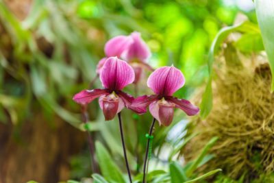Qué son las orquídeas Paphiopedilum? Cómo cultivar una planta de orquídeas  Paphiopedilum