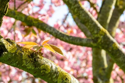 Liquen y musgo en árboles frutales: ¿Es peligroso el musgo de árboles  frutales?