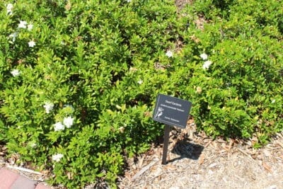 Consejos e información sobre Gardenia - DiverseGarden