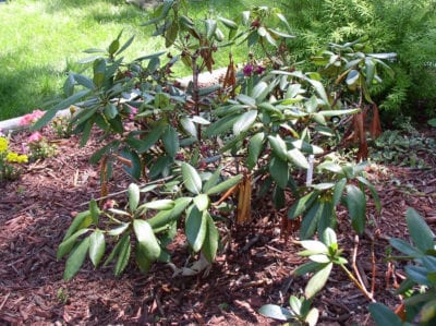 Rododendro con hojas quemadas - Qué causa las hojas crujientes de rododendro