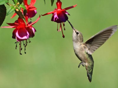Plantas de colibrí para sombra - Plantar flores de sombra para colibríes