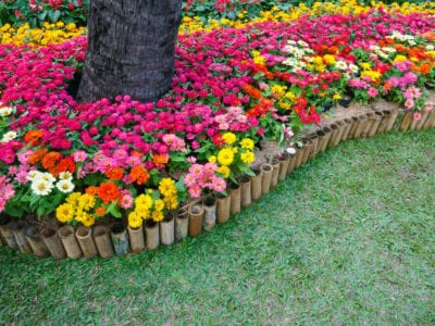 Lograr el color en climas cálidos: cultivo de flores coloridas en climas  cálidos