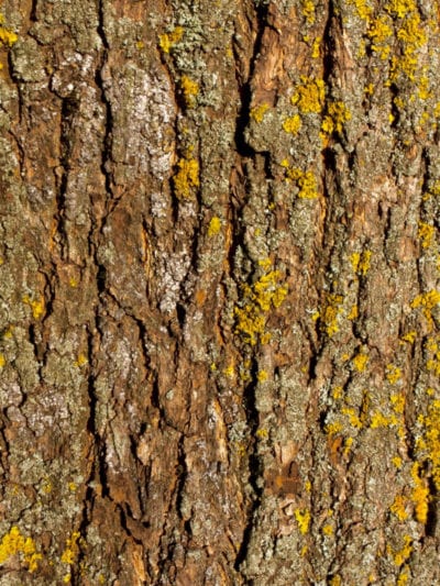 Enfermedades del árbol de arce en la corteza - Enfermedades de los árboles  de arce que afectan la corteza