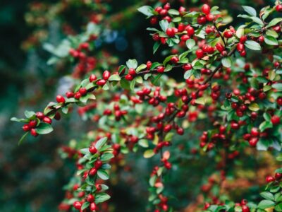 10 árboles y arbustos con frutos rojos - frutos rojos para el interés de  invierno