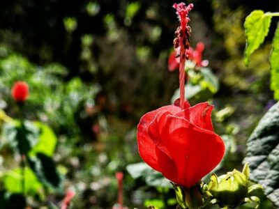 10 flores tropicales para probar: cultivar flores rojas brillantes con  follaje verde